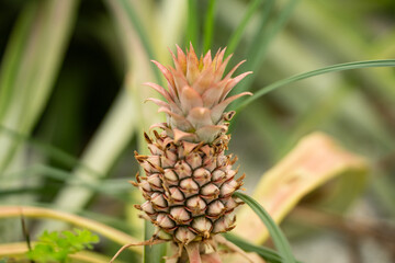 Ananas