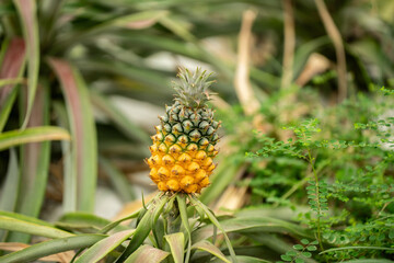 Ananas