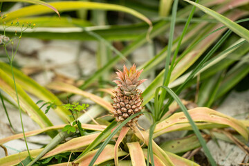 Ananas