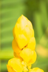 Gelinggang or Ketepeng flower buds (Senna alata). Also known as emperor's candlestick, waxbush,...
