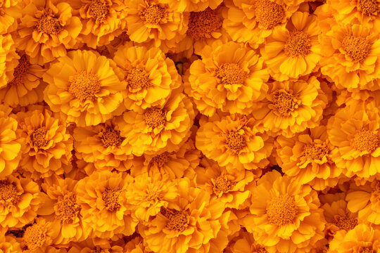 Background of cempasuchil marigolds forming a colorful floral carpet, a traditional element in day of the dead offerings