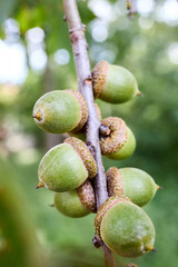Acorns of Quercus palustris also called pin oak swamp oak or Spanish oak, tree in red oak section Quercus Lobata of genus Quercus. Pin oak used in parks due fast growth, and pollution tolerance.