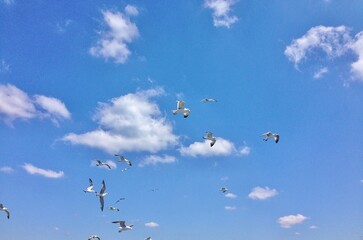 birds in the sky