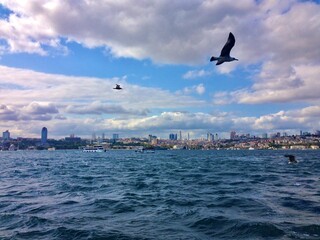 beautiful birds flying in the sky above the blue sea