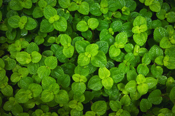 Natural green leaf, black shadow, background