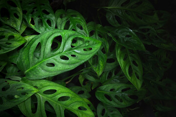 Green leaf texture Leaf texture background