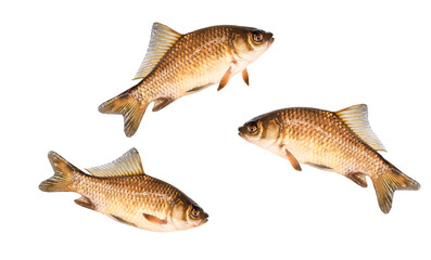 fish, crucian carp isolated on white