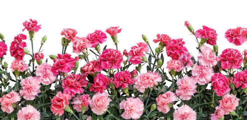PNG Carnation flowers outdoors blossom nature.