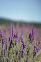 primo piano fiore di lavanda