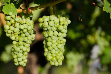 ripening bunch of grapes on the vine close-up