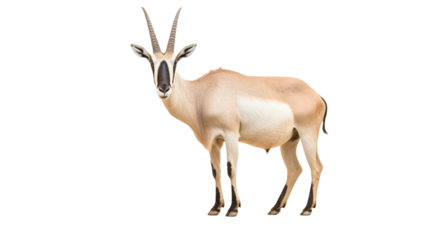 Oryx or gemsbok isolated on transparent background.

