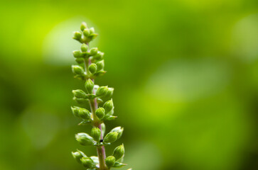 Orthosiphon aristatus is a species of plant in the family Lamiaceae Labiatae. This plant is a medicinal herb found mainly throughout southern China, the Indian subcontinent, Southeast Asia. Flower Bud