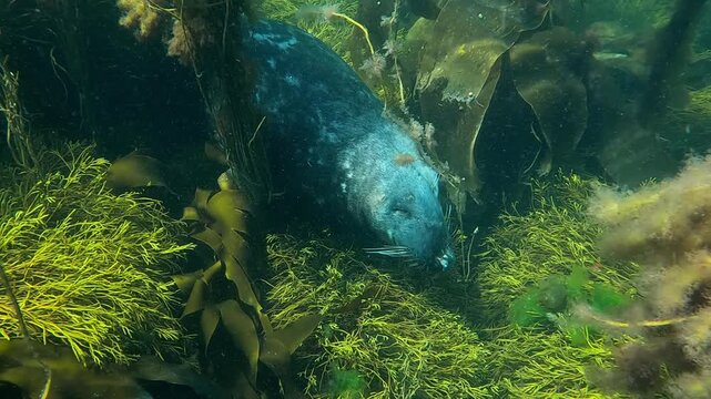 A young grey seal is sleeping on the seabed amidst kelp seaweeds, with a zoomed-in view of its closed eyes. Check my gallery for similar footages.