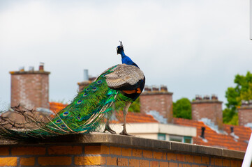 Peacock walking on city rooftops. Peacock displaying iridescent blues and greens, a true wonder of...