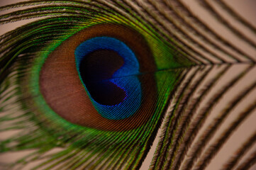 Obraz premium Peacock feather isolated on white background.Multicolor peacock feather close up.,peacock feather close up