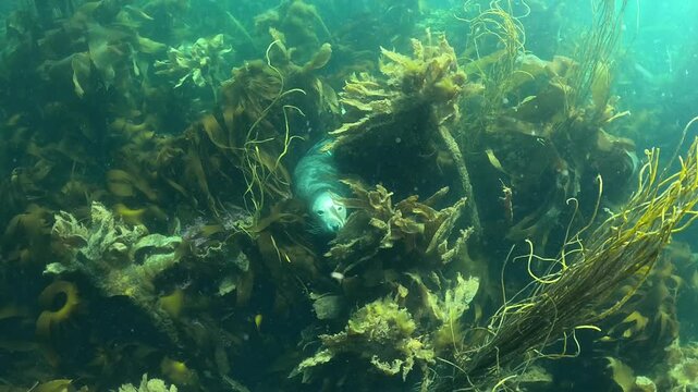 A very timid young grey seal looks at the camera while lying in kelp seaweeds. Check my gallery for similar footages.