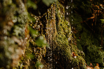 Spring water in the forest