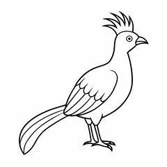 Hoatzin Vector Illustration - Cartoon Clipart and Line Art Design