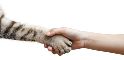 PNG Cat hand shaking hand human electronics hardware.