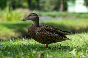 Duck, mallard stands on the grass in the park