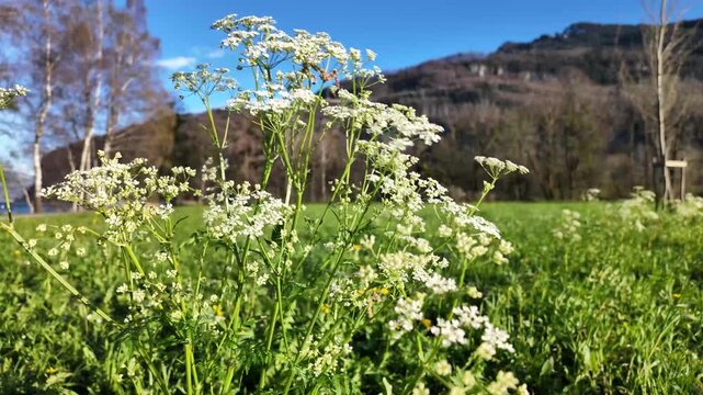 landscape view of wild chervil flowers in the field and white clouds on blue sky on a sunny day