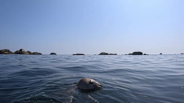Surface-level view of a young grey seal (white coat, Halichoerus grypus) spotting a boat in the distance and swimming towards it. Filmed in the Atlantic Ocean, Brittany, France.