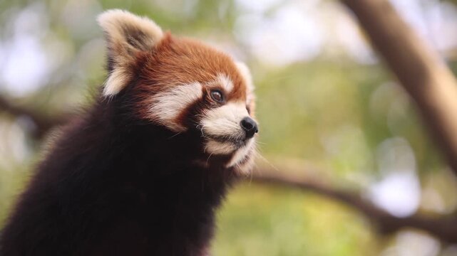 Close-up of a red panda with a cute expression