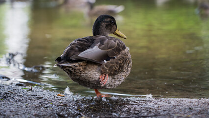 Duck, mallard stands on one paw by the river