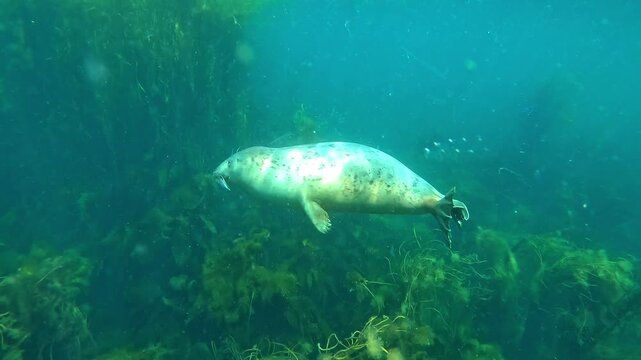 Underwater medium shot of a young grey seal (whitecoat) crossing paths with another seal that is surfacing to breathe. Check my gallery for grey seal footage.