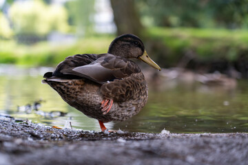 Duck, mallard stands on one paw by the river