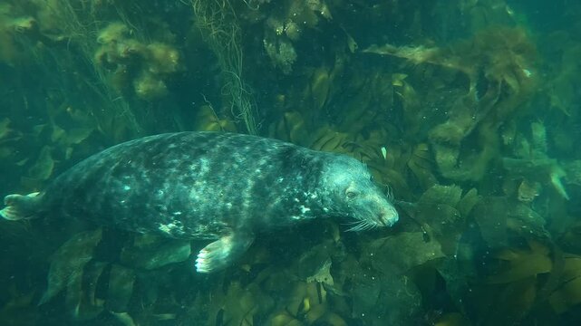 Underwater view of an adult grey seal (Halichoerus grypus) ascending to the surface to breathe, then performing a pirouette and nestling into the kelp seaweeds while looking at the camera. Filmed 



