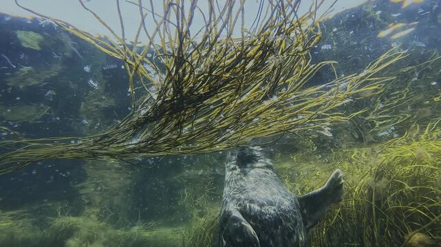 Underwater view of an adult grey seal (Halichoerus grypus) ascending to the surface to breathe, then performing a pirouette and nestling into the kelp seaweeds while looking at the camera.