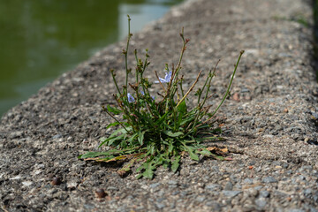 A wild plant grows through concrete. Concrete curb along the river