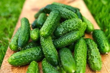Freshly picked green cucumbers on the board background