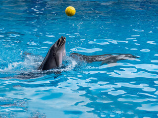 dolphin jumping out of water