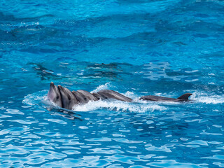 Obraz premium dolphin in the water