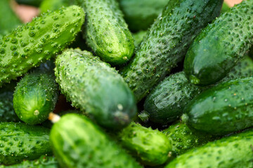 Freshly picked green cucumbers on the board background