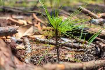 Young pine trees are growing on the ground full of dry leaves and rotten branches in the pine forest, DaLat city, Lam Dong, Vietnam