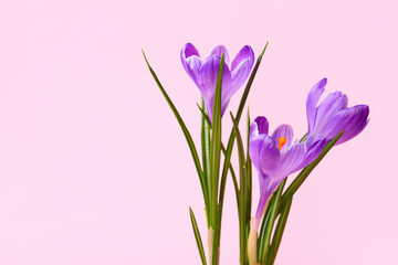 Beautiful Saffron flowers on pink background, closeup