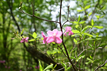 Climbing Mt. Bandai,  Aizu, Fukushima