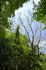 Climbing Mt. Bandai,  Aizu, Fukushima