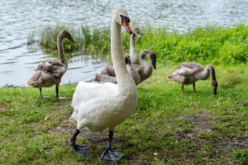 Obraz premium View of white swans family walking on green near the lake