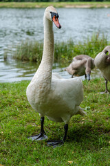 View of white swans family walking on green near the lake