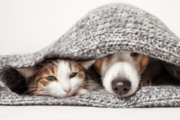 Cat and dog lying together on gray blanket