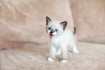 Little Cat on sofa at home