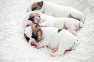 Group of Newborn Puppies lying on blanket