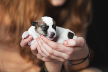 Child holds newborn Puppy in her arms