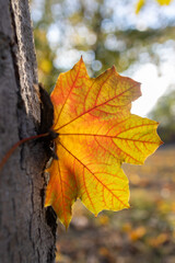 Hello, Autumn. seasonal atmospheric autumn photo. A large orange-yellow beautiful maple leaf backlit close-up. Beauty of nature. Place for text