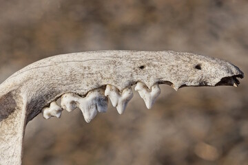 part on a one jaw with teeth and canines of a dead wild animal in the street