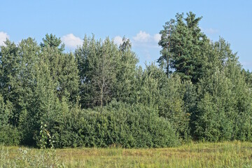 part of a summer park of green deciduous trees and tall grass in a meadow against a blue sky